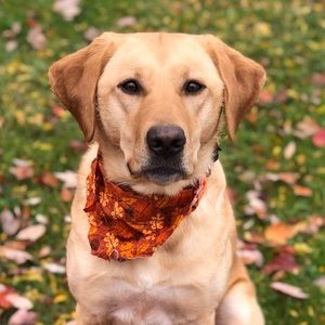 Meet your Posher, Jake